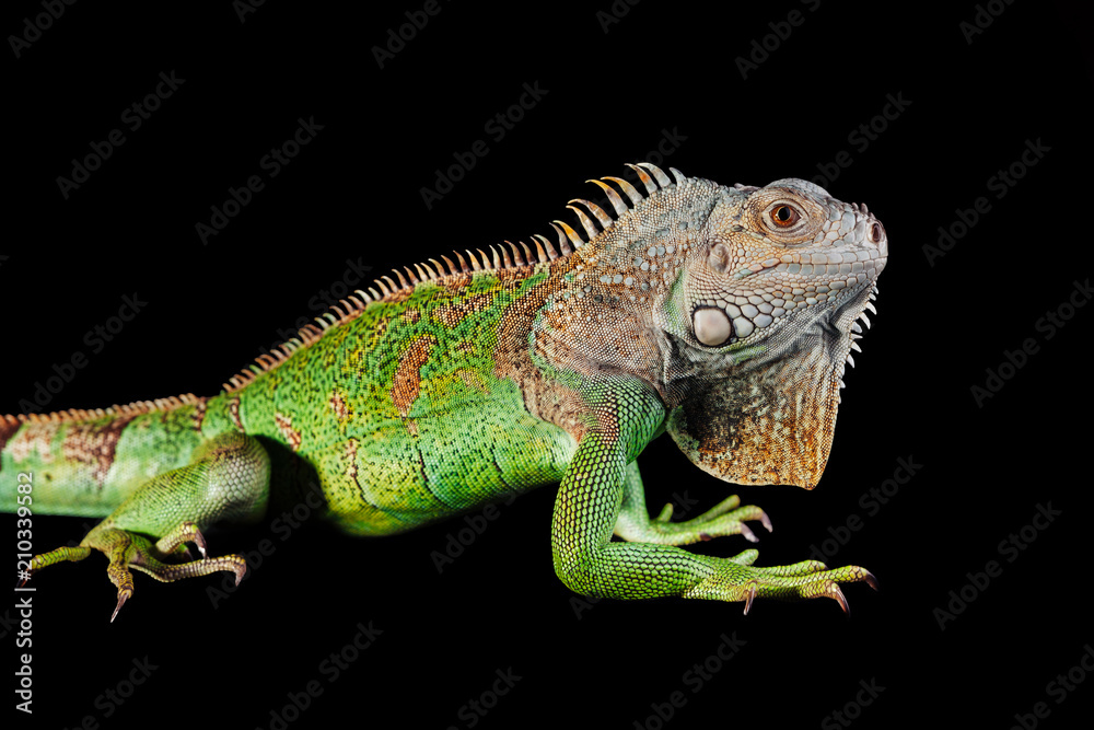 iguana on black background