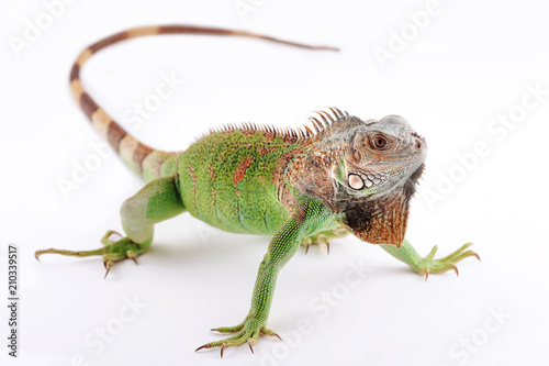 iguana on white background