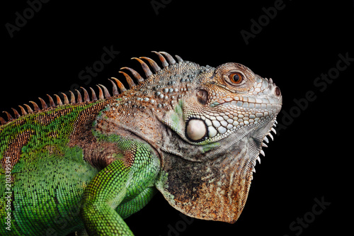 iguana on black background