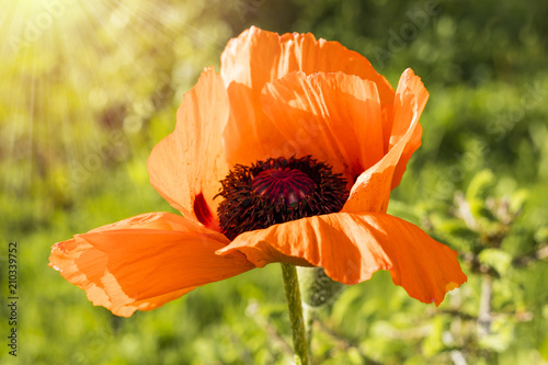 Fototapeta Naklejka Na Ścianę i Meble -  Poppy flower on a meadow, against the background of the sunbeam