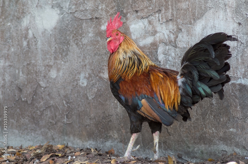 Rooster Rooster