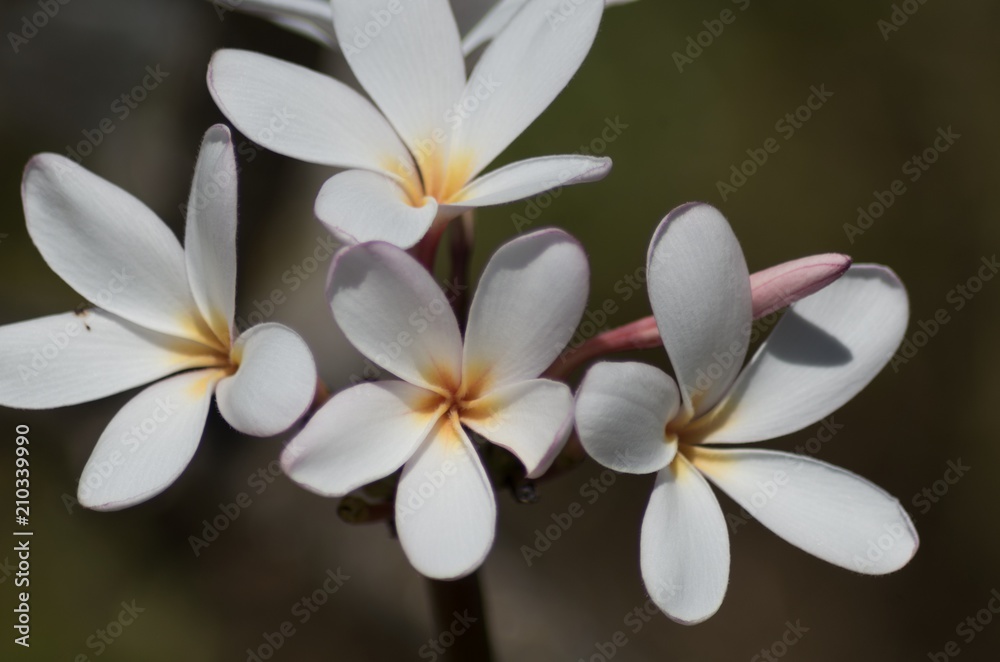 Fototapeta premium orchids