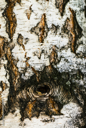 Detailed texture of bark of birch in macro. Unusual vertical fragment of spotted betula surface with hollow close up. Injury of tree with copy space. Beautiful relief.