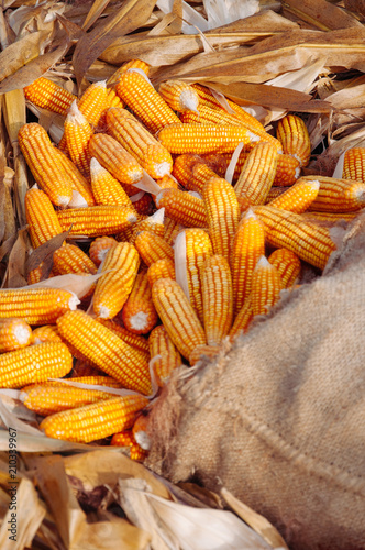 Ripe yellow corn in sack on dry husk Rural farm natural organic concept