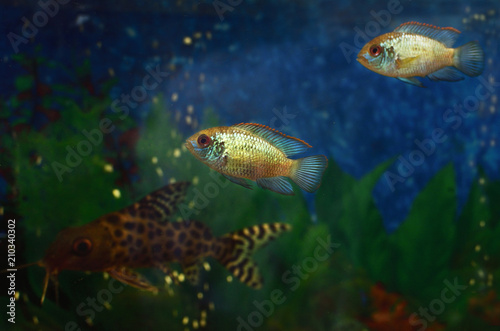 Aquarium life. Closeup of Nannacara anomala Golden Dwarf Cichlid - aquarium fish. selective focus.