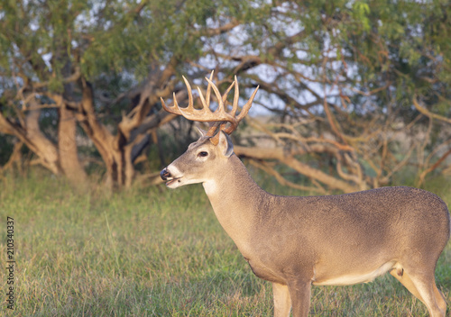 Beautiful White-tail Deer Buck in Texas