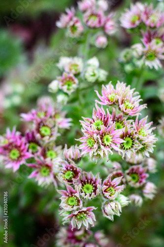 Succulents  vertical of hen and chicks plants in bloom  many flowers with pink petals and yellow centers  selective focus  