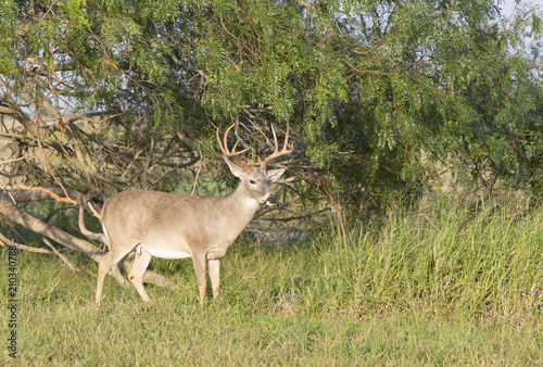 Beautiful White-tail Deer Buck in Texas © Dennis Donohue