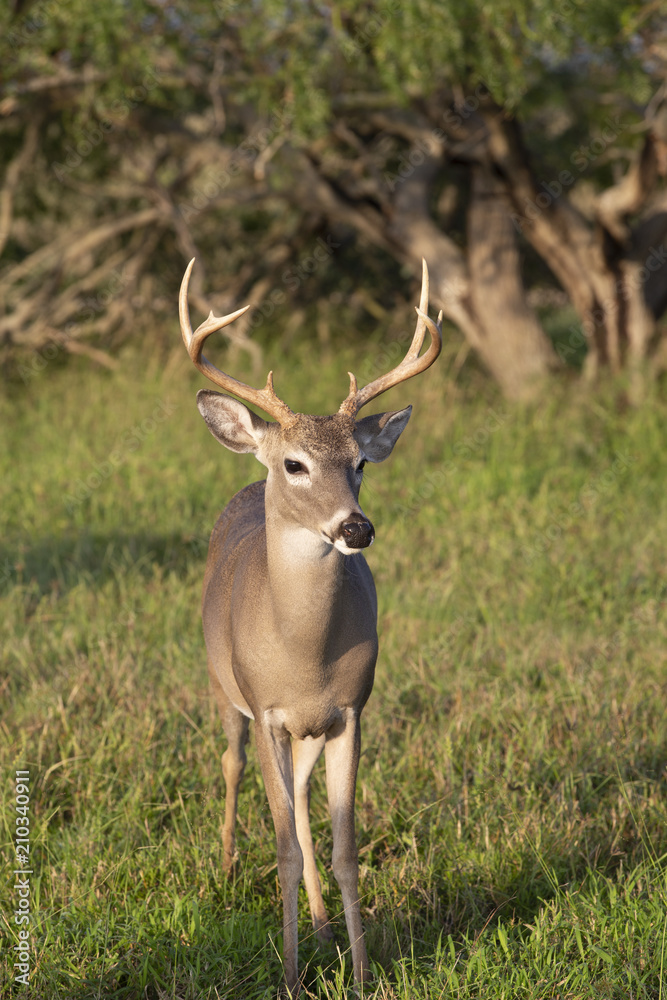 Beautiful White-tail Deer Buck in Texas Beautiful White-tail Deer Buck in Texas