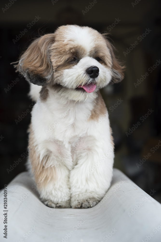 a little cute brown Shih Tzu dog sitting outdoor a little cute brown Shih Tzu dog sitting outdoor