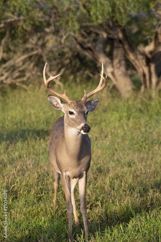 Beautiful White-tail Deer Buck in Texas