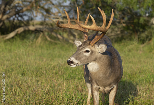 Beautiful White-tail Deer Buck in Texas © Dennis Donohue
