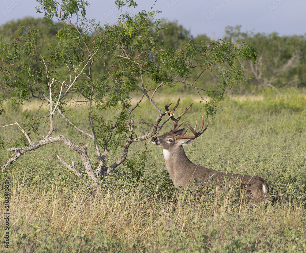 Fototapeta premium Beautiful White-tail Deer Buck in Texas