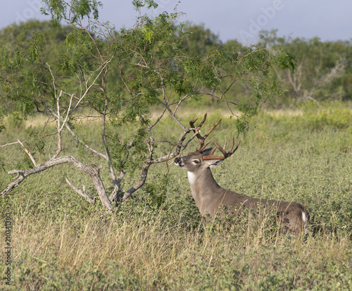 Beautiful White-tail Deer Buck in Texas