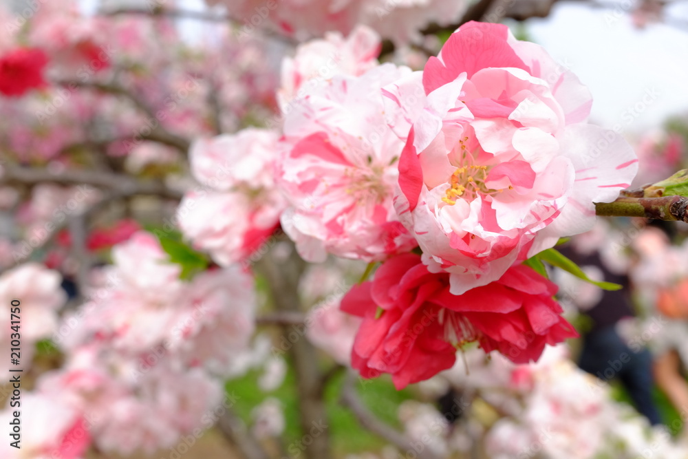 桃の花