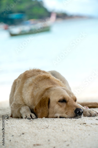 Brown dog lying on the beach
