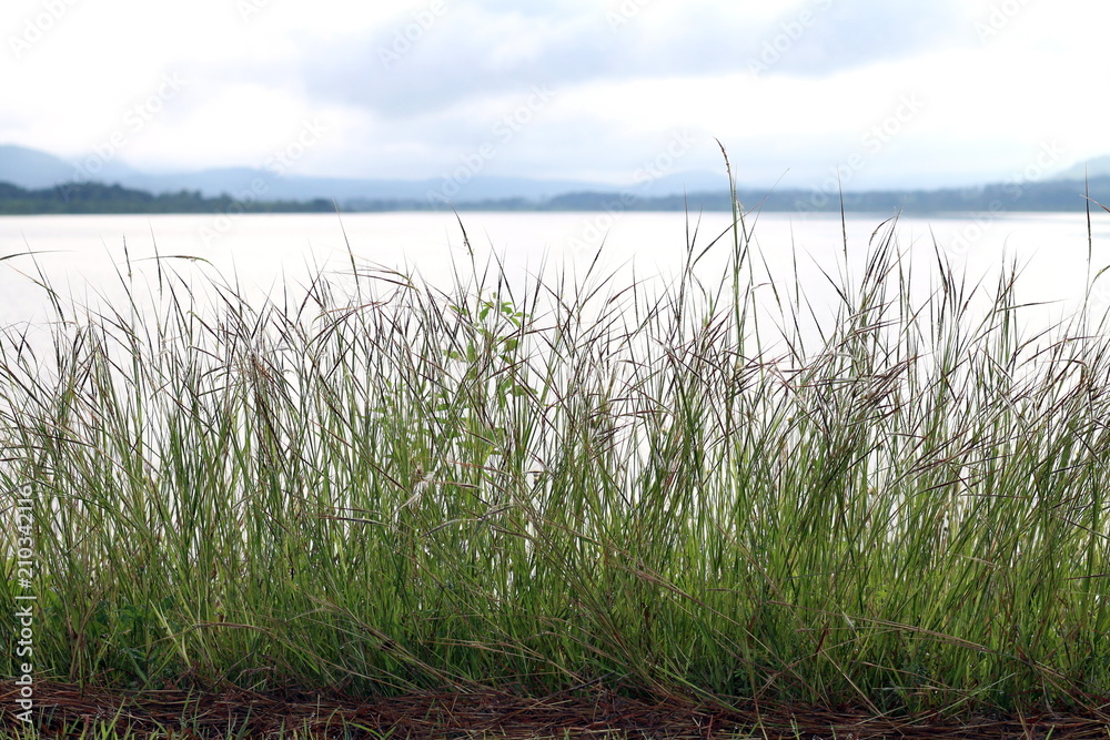 grass flower morning bright at river, grass nature and lake surface water landscape view lake sunlight soft dam view Background