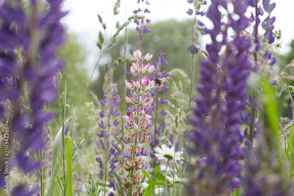 Fototapeta premium Blumenwiese