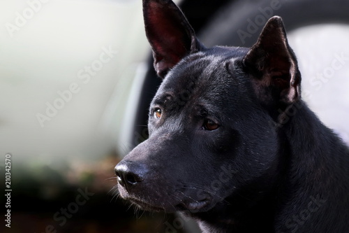 Dog, Black dog face close up (Selective Focus)