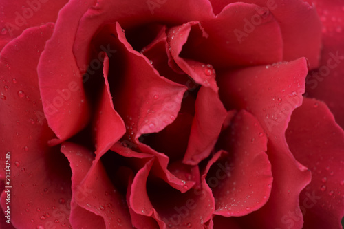 rose detail