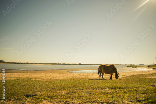 Horse feeding on a beach © Federico