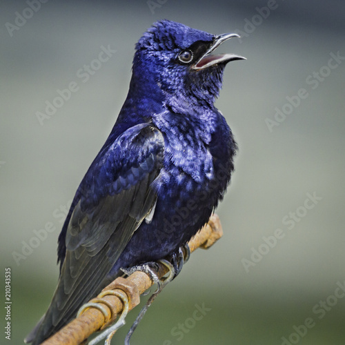 Purple Martin photo