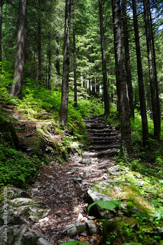 Mystischer Pfad im Wald Mystischer Pfad im Wald