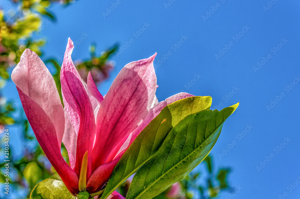 Fototapeta premium Magnolia flower blooming in the background of flowers. Beautiful violet magnolia flowers in the spring season on a magnolia tree.