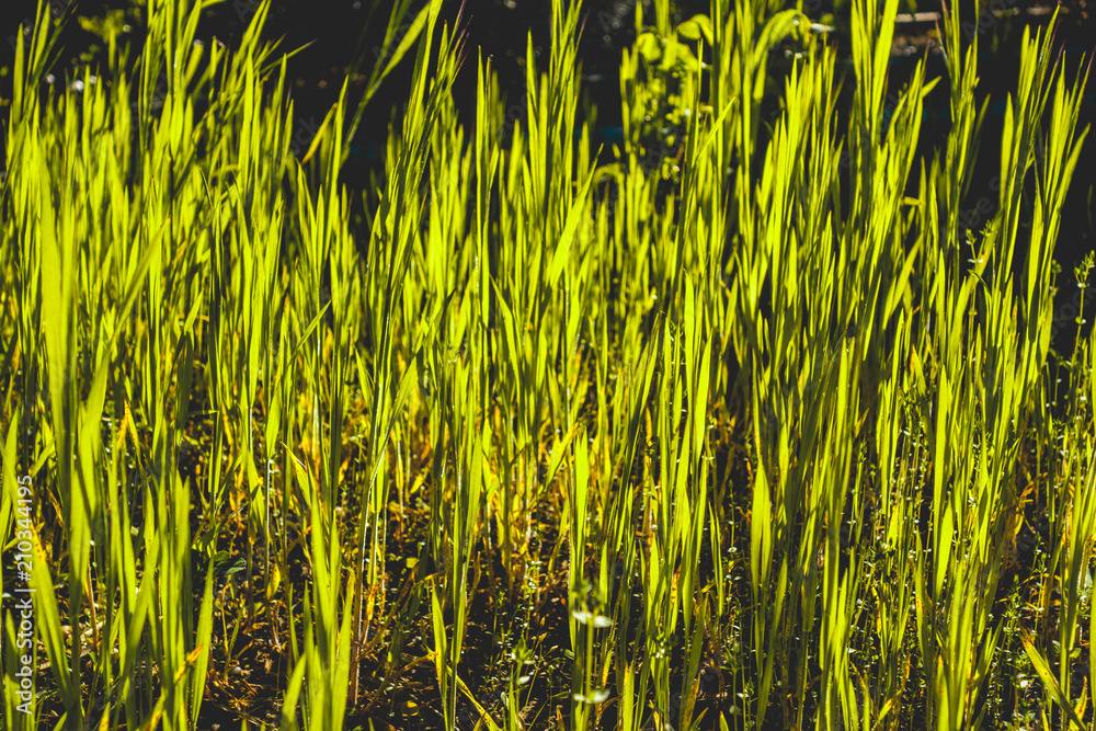 green grass for background textures