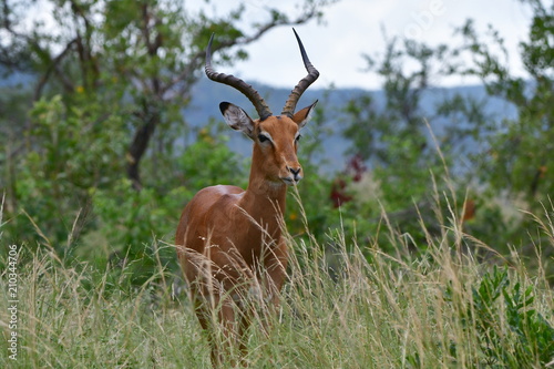 Fototapeta Naklejka Na Ścianę i Meble -  male of impala antelope
