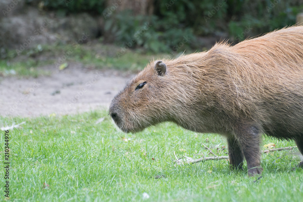 capybara capybara