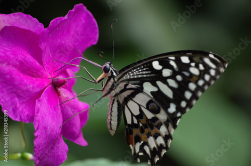 papillon tropical © Amaury