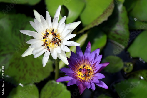 Lotus flower white and purple