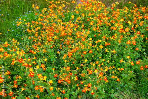 Blooming Wild Flower Meadow