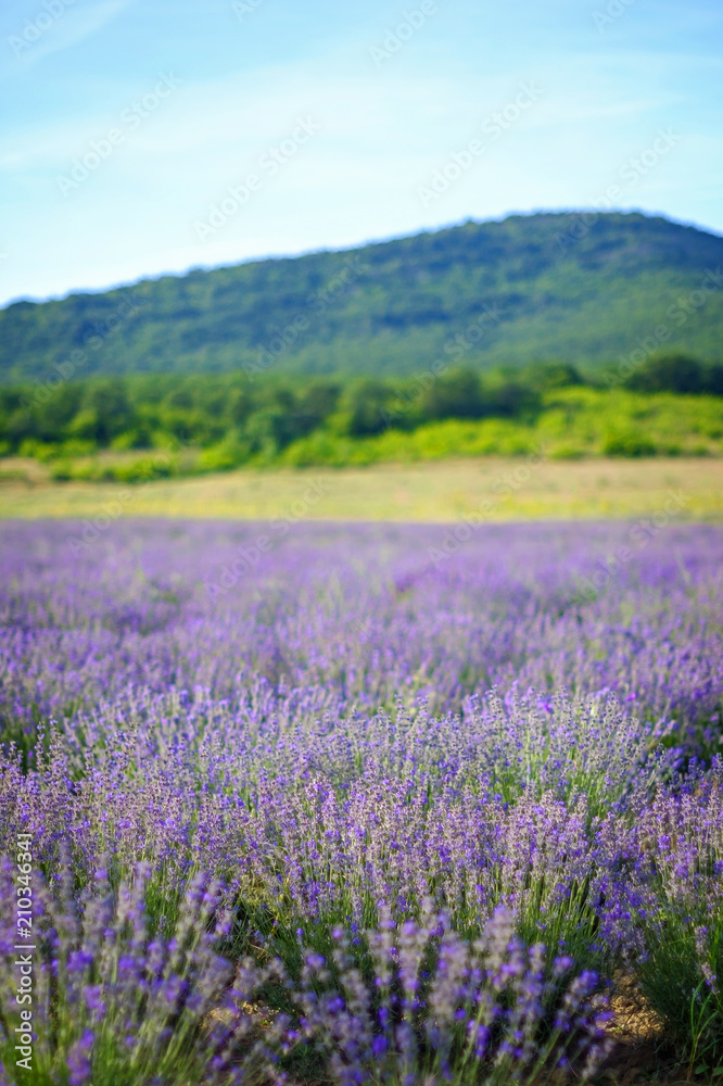 Endless beautiful lavender fields in summer panoramic view 3