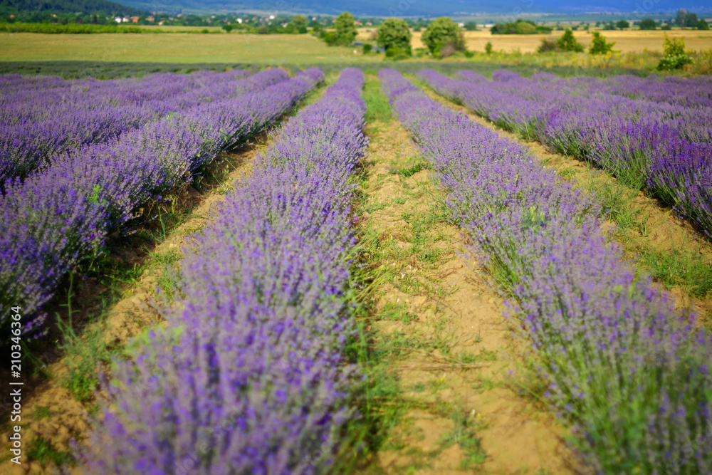 Endless beautiful lavender fields in summer panoramic view 4