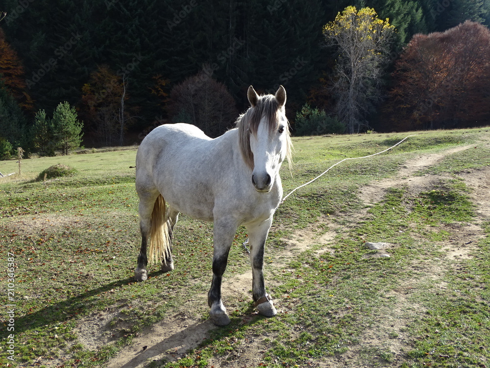 Obraz premium Horse