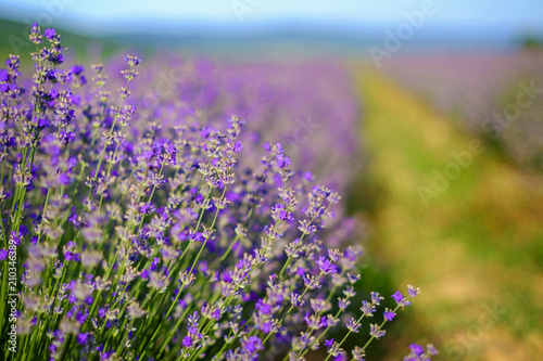 Lavender violet bush close-up shot in summer 5