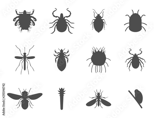 Human skin parasites vector silhouette housing pests insects disease parasitic bug macro animal bite dangerous infection medicine pest illustration. © creativeteam