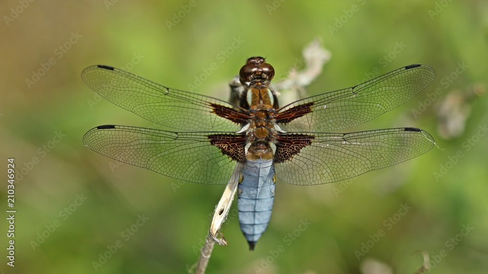 Männlicher Plattbauch (Libellula depressa)
Männlicher Plattbauch (Libellula depressa)