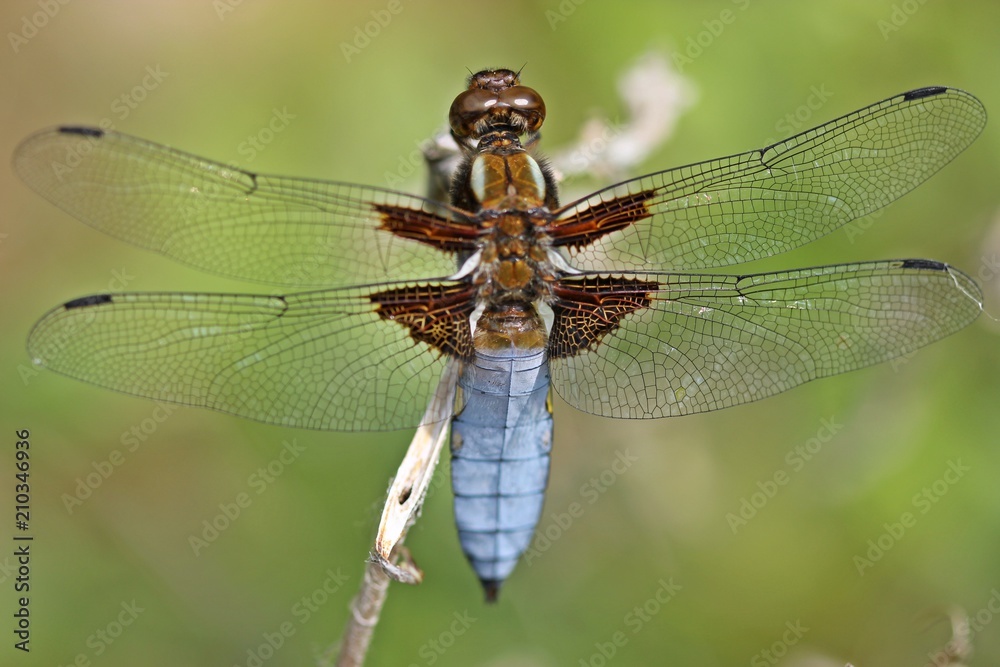 Männlicher Plattbauch (Libellula depressa)
Männlicher Plattbauch (Libellula depressa)
