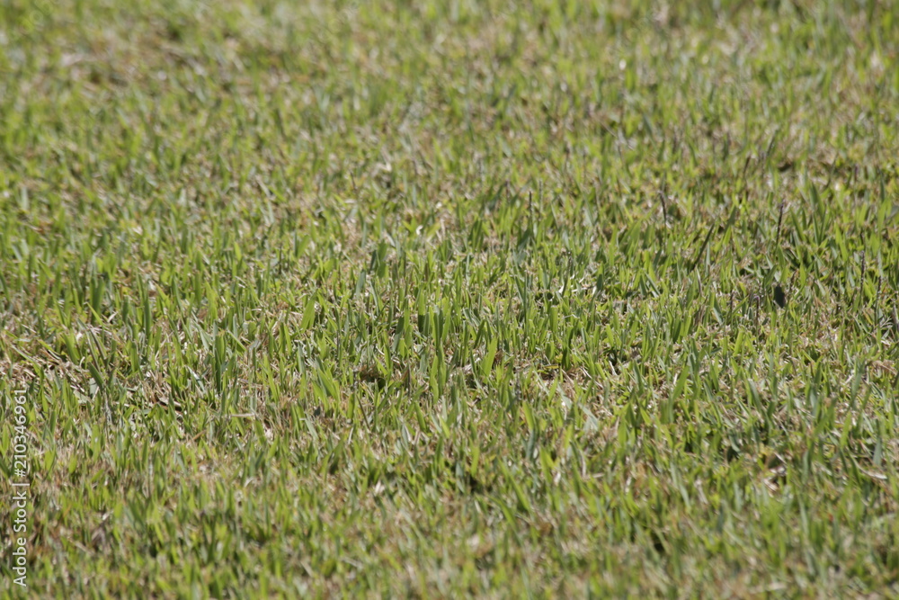 green grass green grass