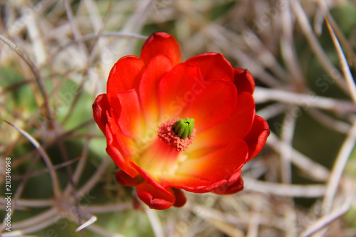 Poppy, California