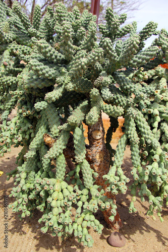 Desert Cactus