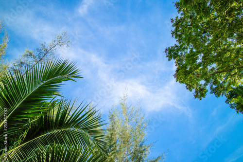 Coconut leaf green cloud sky background.