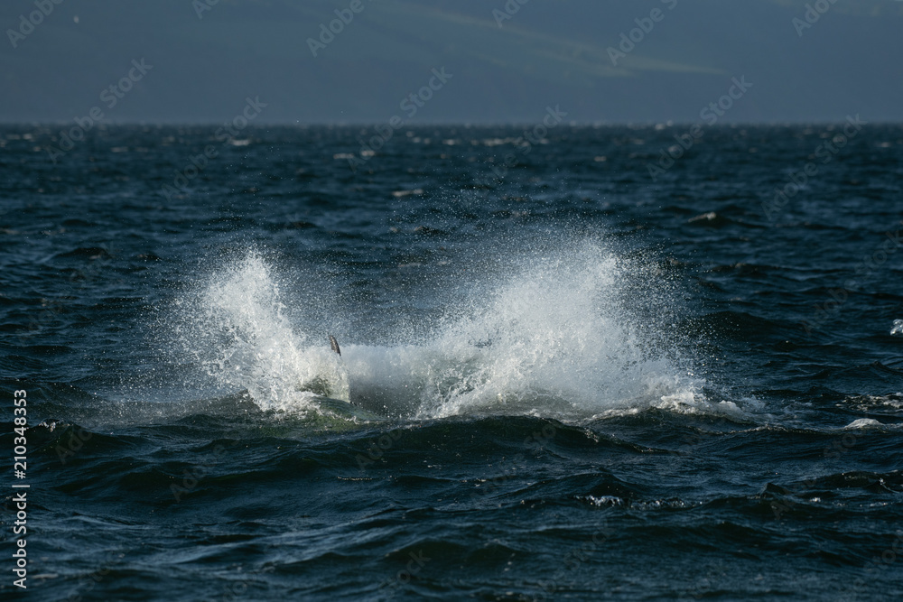 Bottle nosed dolphins