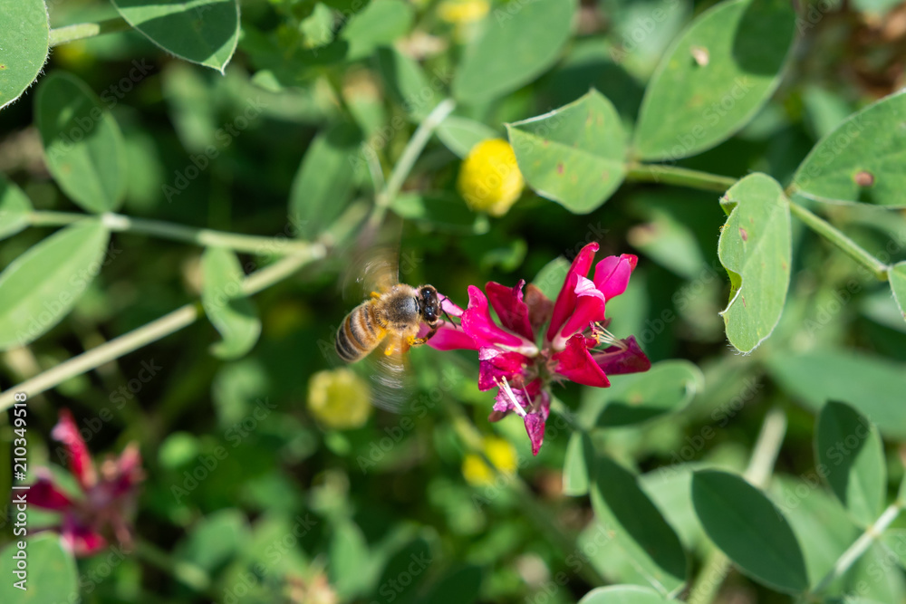 Anflug einer Biene auf Blüte Anflug einer Biene auf Blüte