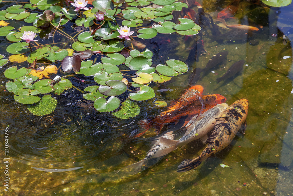 Fototapeta premium Lilies and trout in the pond of the Riviera Park. Sochi.