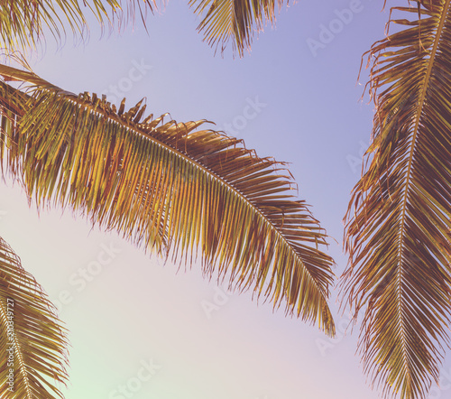 Fototapeta Naklejka Na Ścianę i Meble -  Retro Tropical Palm Tree Background