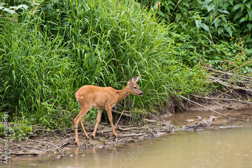 young deer stands by the river